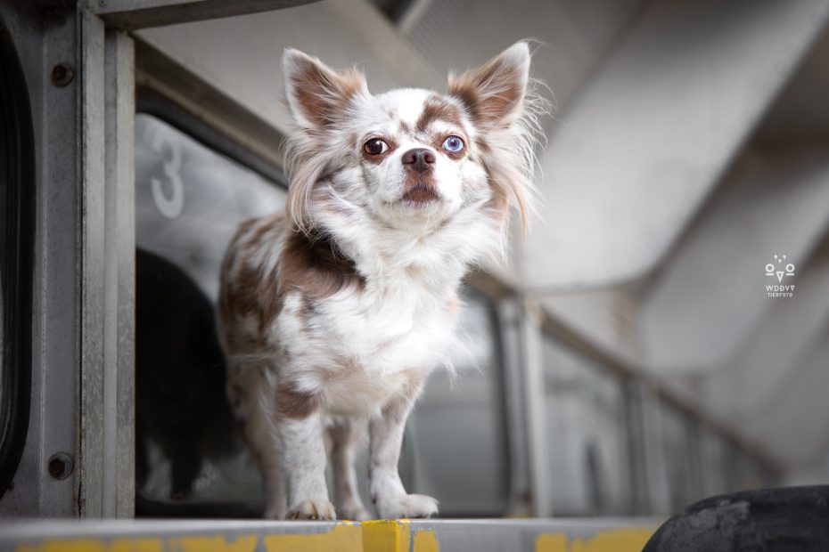 Wie das Ding vom Vogel Hundeshooting Tiershooting München Cityschnauzen Chihuahua