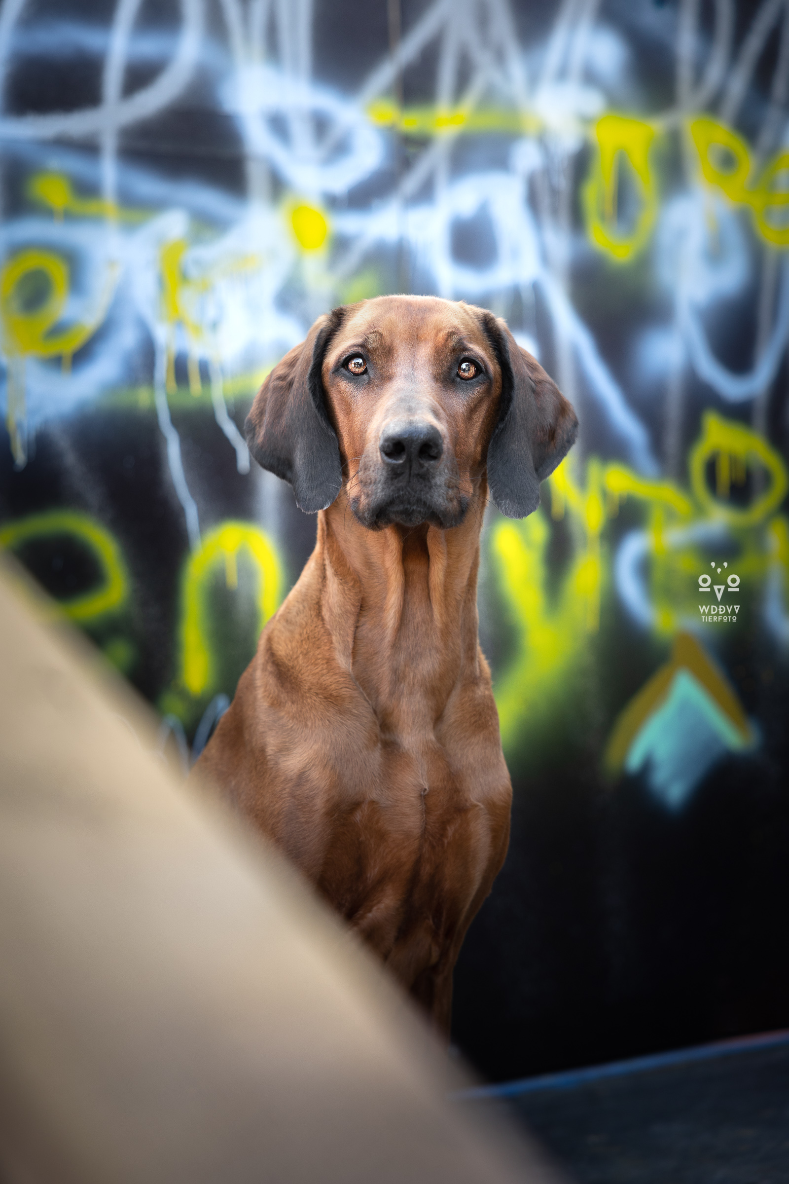 Tierfotografie, München, Urbane Hundefotografie, Wie das Ding vom Vogel, Cityschnauzen, Graffiti
