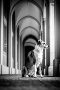 Wie das Ding vom Vogel München, urbane Tierfotografie, Hund in der Stadt, Hund in Säulengang, schwarzweiß Bild