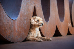 Wie das Ding vom Vogel München, urbane Tierfotografie, Hund in der Stadt, Labradoodle an Kunstwerk, Kupfermetall