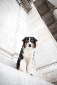 Wie das Ding vom Vogel München, urbane Tierfotografie, Hund in der Stadt, Aussie an klassischer Architektur, Odeonsplatz