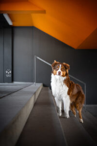 Wie das Ding vom Vogel München, urbane Tierfotografie, Hund in der Stadt, Olympiadorf, Aussie