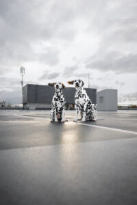 Wie das Ding vom Vogel München, urbane Tierfotografie, Hund in der Stadt, Dalmatiner auf Parkdeck im Gegenlicht