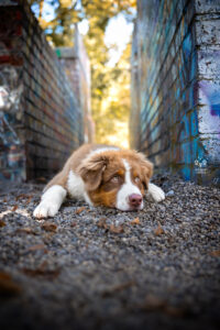 Wie das Ding vom Vogel München, urbane Tierfotografie, Hund in der Stadt, Aussiewelpe