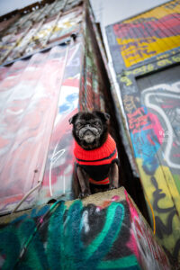 Wie das Ding vom Vogel München, urbane Tierfotografie, Hund in der Stadt, Mops und Graffiti, alter Mops in Pullunder