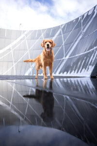 Wie das Ding vom Vogel München, urbane Tierfotografie, Hund in der Stadt, Hund und Architektur, Sonnenuhr