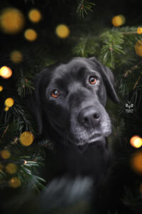 Wie das Ding vom Vogel München, urbane Tierfotografie, Hund in der Stadt, schwarzer Hund in Lichtermeer, Weihnachtslichter