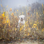 Wie das Ding vom Vogel, urbane Tierfotografie, Hund in der Stadt, Dogo Argentino, Blumenfeld