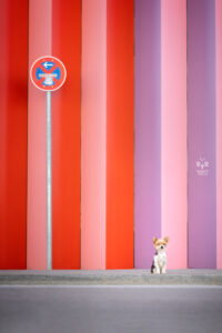 Wie das Ding vom Vogel, urbane Tierfotografie, Hund in der Stadt, farbenfroher Yorkie, Yorkshire Terrier vor bunter Wand