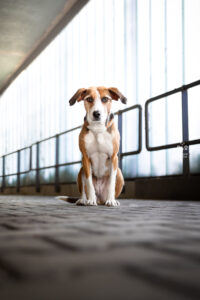 Wie das Ding vom Vogel München, urbane Tierfotografie, Hund in der Stadt,Mischling in Parkhaus, intensiver Blick