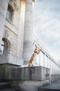 Wie das Ding vom Vogel München, urbane Tierfotografie, Hund in der Stadt, Hund und Architektur