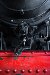 Wie das Ding vom Vogel München, urbane Tierfotografie, Hund in der Stadt,Bahnpark