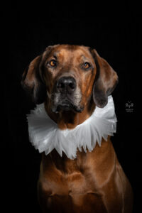 Wie das Ding vom Vogel München, urbane Tierfotografie, Hund in der Stadt, Hundefotostudio München