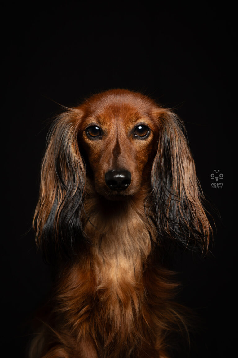 Wie das Ding vom Vogel München, urbane Tierfotografie, Hund in der Stadt, Hundefotostudio München, Dackel