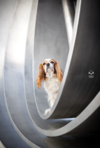 Wie das Ding vom Vogel München, urbane Tierfotografie, Hund in der Stadt, Hundefotostudio München, Olydorf. Olympisches Dorf München