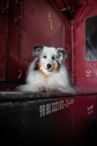 Wie das Ding vom Vogel München, urbane Tierfotografie, Hund in der Stadt, Hundefotostudio München, Bahnpark, Sheltie