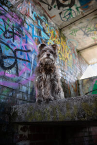 Wie das Ding vom Vogel München, urbane Tierfotografie, Hund in der Stadt, Hundefotostudio München, Olympiadorf München, Olydog