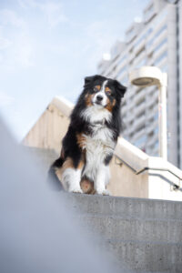 Wie das Ding vom Vogel München, urbane Tierfotografie, Hund in der Stadt, Hundefotostudio München, Olympiadorf München, Olydog Fotokalender