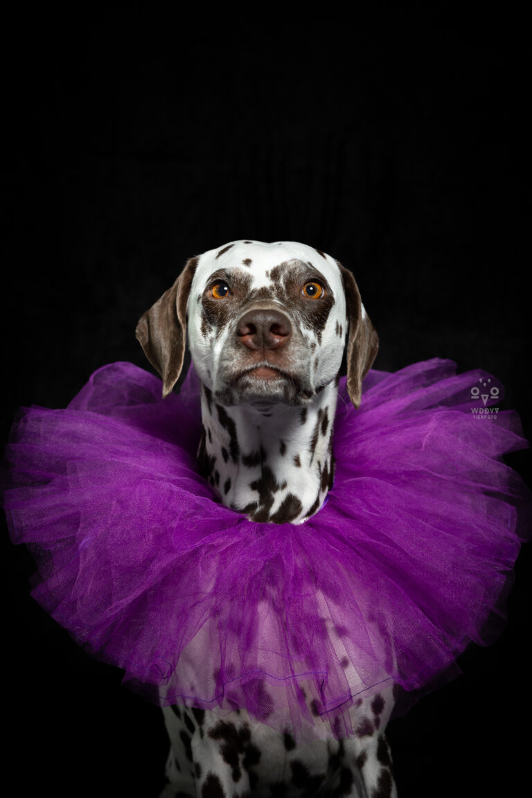 Wie das Ding vom Vogel München, urbane Tierfotografie, Hund in der Stadt, Hundefotostudio München, Fotostudio Milbertshofen, WAUW Hundefotostudio, Fotostudio für Hunde, Tierfotograf in München