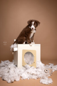 Wie das Ding vom Vogel München, urbane Tierfotografie, Hund in der Stadt, Hundefotostudio München, Fotostudio Milbertshofen, WAUW Hundefotostudio, Fotostudio für Hunde, Tierfotograf in München, Waschmaschine