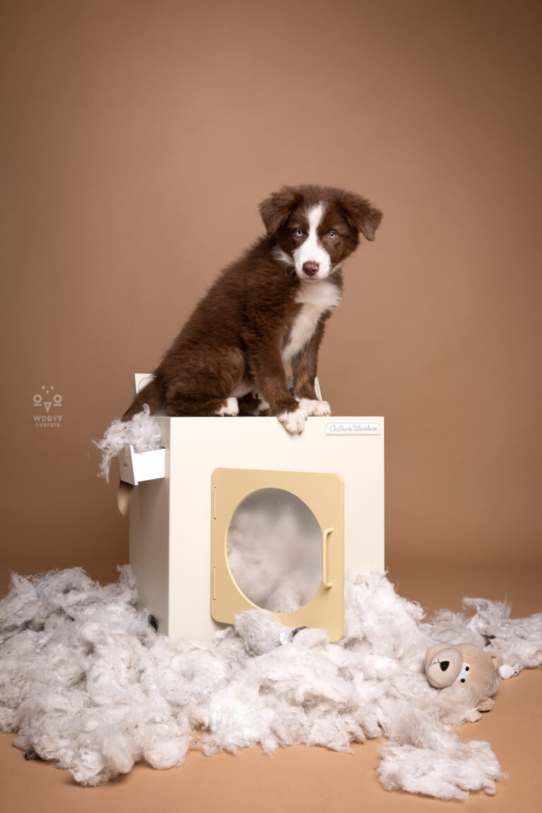Wie das Ding vom Vogel München, urbane Tierfotografie, Hund in der Stadt, Hundefotostudio München, Fotostudio Milbertshofen, WAUW Hundefotostudio, Fotostudio für Hunde, Tierfotograf in München, Waschmaschine