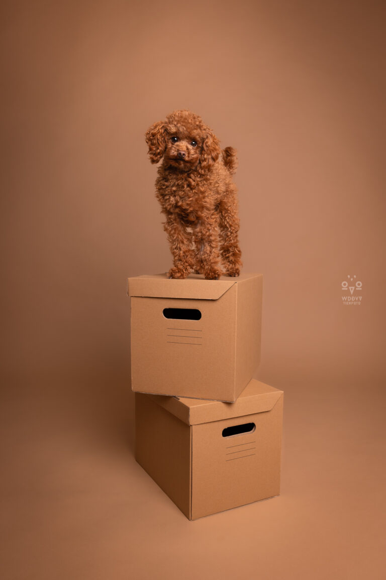 Wie das Ding vom Vogel München, urbane Tierfotografie, Hund in der Stadt, Hundefotostudio München, Fotostudio Milbertshofen, WAUW Hundefotostudio, Fotostudio für Hunde, Tierfotograf in München