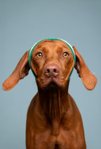 Wie das Ding vom Vogel München, urbane Tierfotografie, Hund in der Stadt, Hundefotostudio München, Fotostudio, Viszla mit fliegenden Ohren vor blau, Tennisset