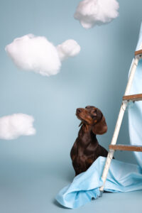 Daniela Schnabel-Sahm, Daniela Schnabel, Fotografie, Welpenshooting, Outdoorshooting, Cityshooting, Homeshooting, Studiobilder, Hunde im Studio, München, Hundestudio München, Hundefotografie, Fotostudio, Hundefotostudio