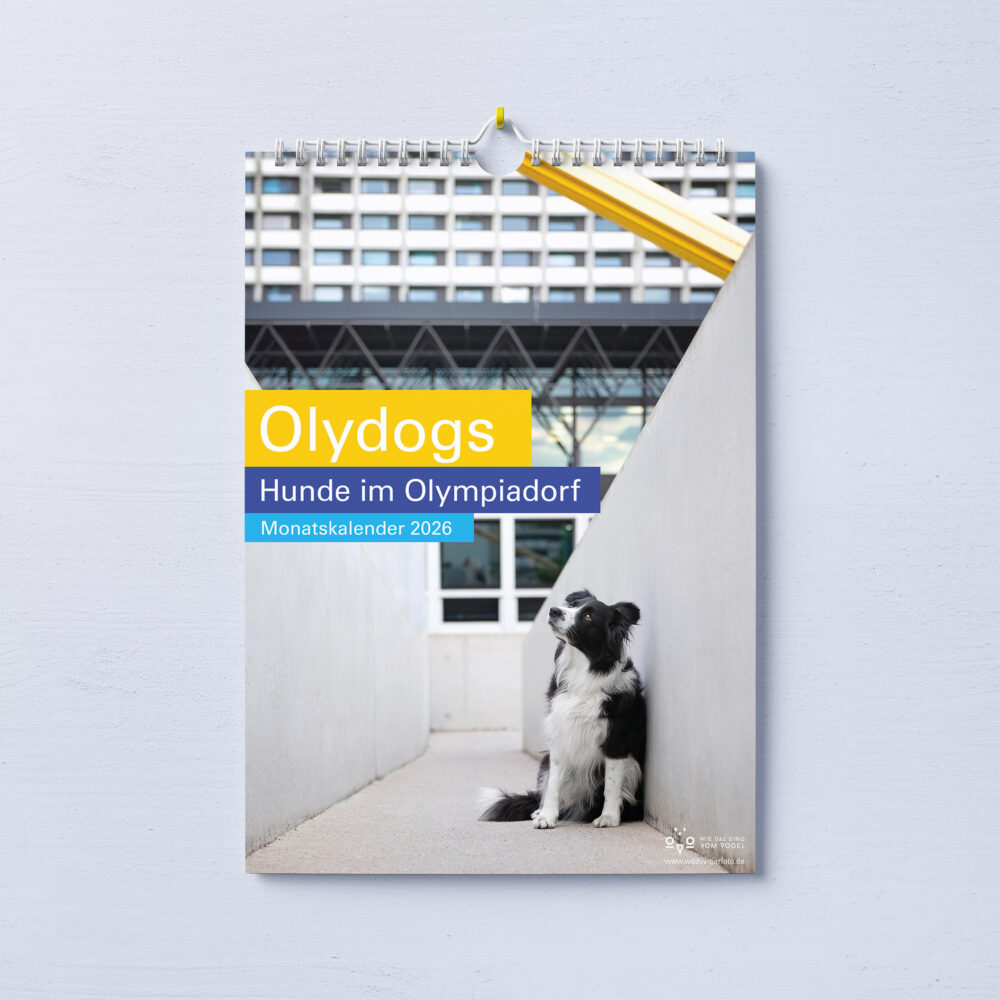 Daniela Schnabel-Sahm, Daniela Schnabel, Fotografie, Hundefotografie, Fotostudio, Hundefotostudio, Olydog, Olydogs, Olympiadorf München, Hunde im Dorf, Hundekalender, Hunde im Olypiadorf