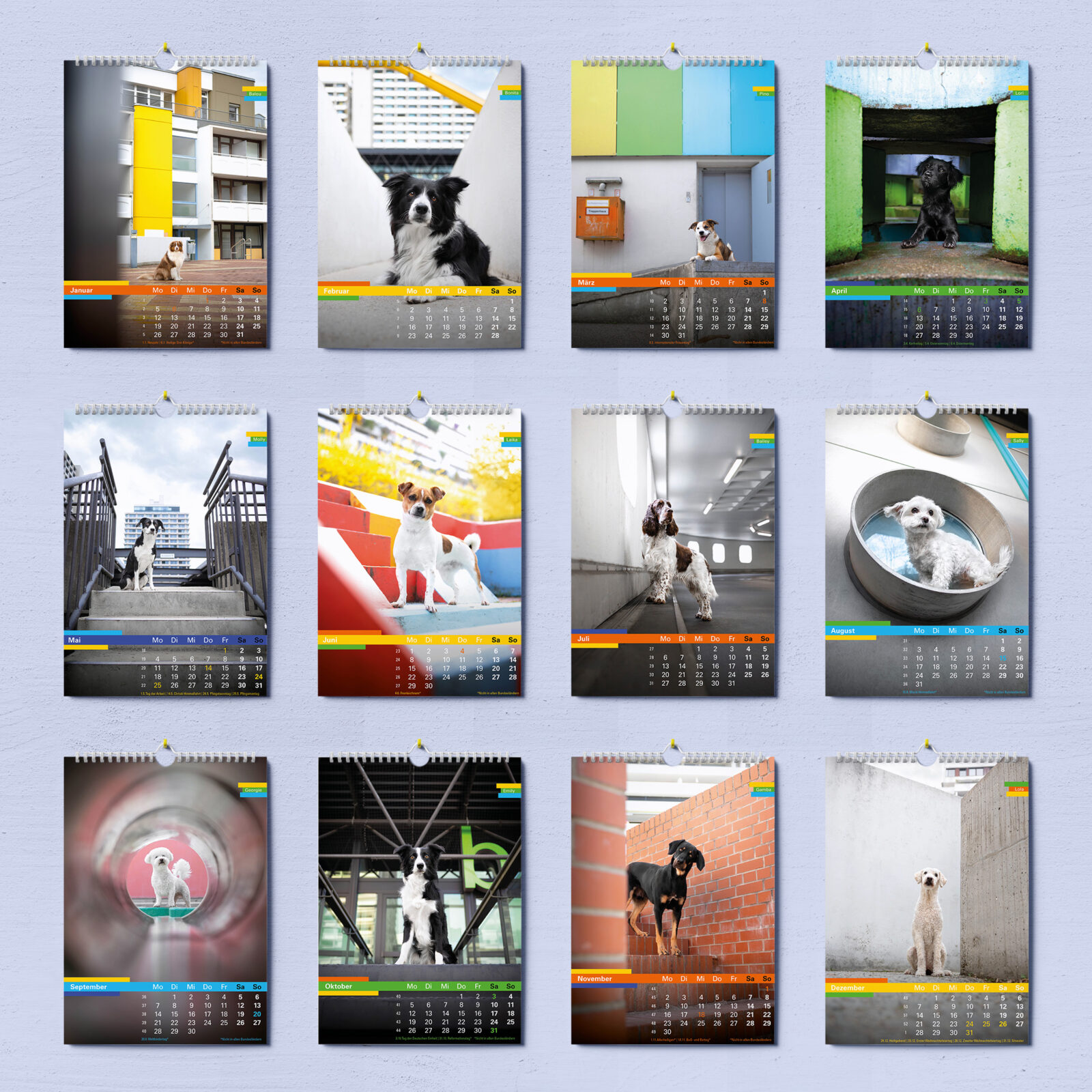 Daniela Schnabel-Sahm, Daniela Schnabel, Fotografie, Hundefotografie, Fotostudio, Hundefotostudio, Olydog, Olydogs, Olympiadorf München, Hunde im Dorf, Hundekalender, Hunde im Olypiadorf