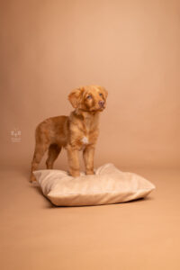 Daniela Schnabel-Sahm, Daniela Schnabel, Fotografie, Welpenshooting, Outdoorshooting, Cityshooting, Homeshooting, Studiobilder, Hunde im Studio, München, Hundestudio München, Hundefotografie, Fotostudio, Hundefotostudio