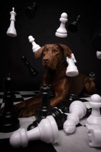 Daniela Schnabel-Sahm, Daniela Schnabel, Fotografie, Hundefotografie, Fotostudio, Hundefotostudio, Wie das Ding vom Vogel München, urbane Tierfotografie, Hund in der Stadt, Hundefotostudio München, Fotostudio Milbertshofen, WAUW Hundefotostudio, Fotostudio für Hunde, Tierfotograf in München, Schach
