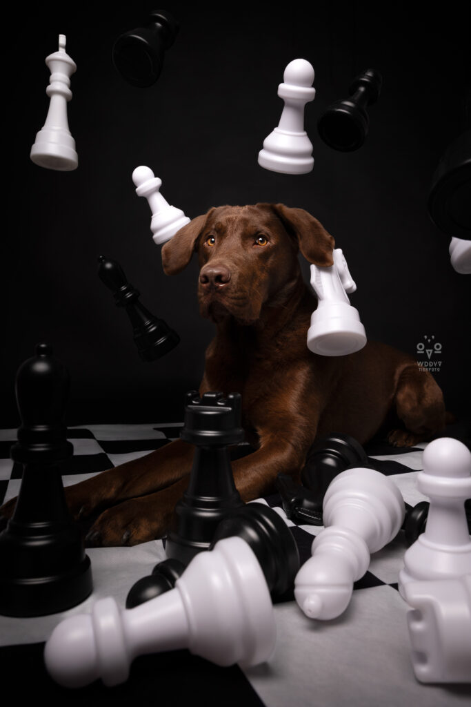 Daniela Schnabel-Sahm, Daniela Schnabel, Fotografie, Hundefotografie, Fotostudio, Hundefotostudio, Wie das Ding vom Vogel München, urbane Tierfotografie, Hund in der Stadt, Hundefotostudio München, Fotostudio Milbertshofen, WAUW Hundefotostudio, Fotostudio für Hunde, Tierfotograf in München, Schach