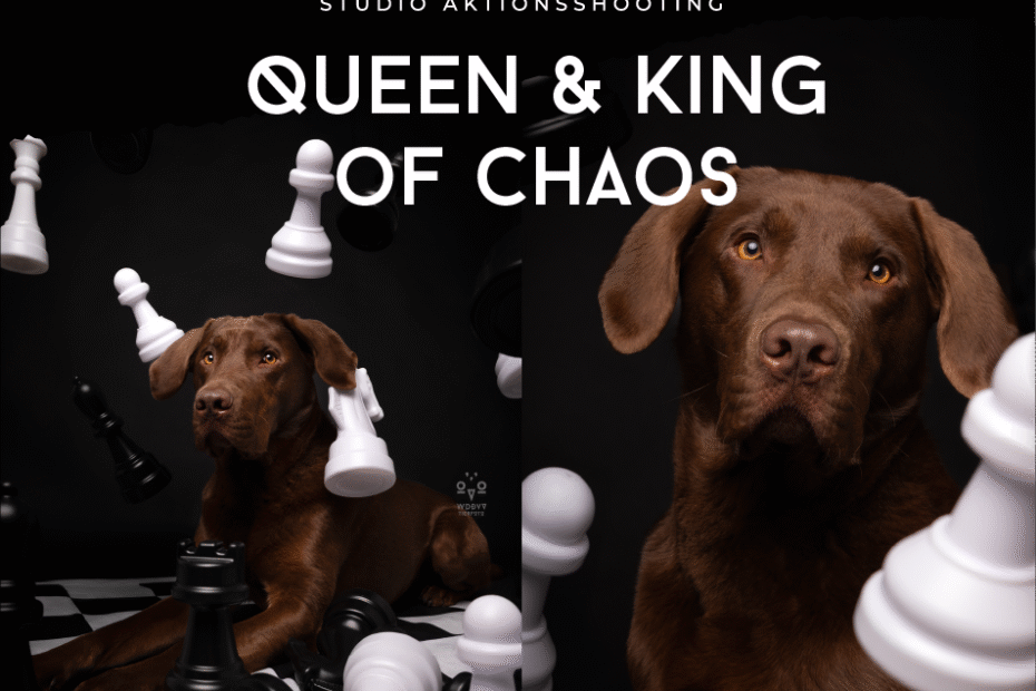 Daniela Schnabel-Sahm, Daniela Schnabel, Fotografie, Hundefotografie, Fotostudio, Hundefotostudio, Wie das Ding vom Vogel München, urbane Tierfotografie, Hund in der Stadt, Hundefotostudio München, Fotostudio Milbertshofen, WAUW Hundefotostudio, Fotostudio für Hunde, Tierfotograf in München, Schach