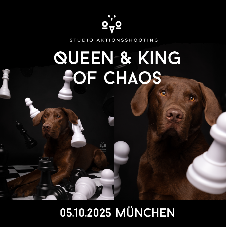Wie das Ding vom Vogel München, urbane Tierfotografie, Hund in der Stadt, Hundefotostudio München, Fotostudio Milbertshofen, WAUW Hundefotostudio, Fotostudio für Hunde, Tierfotograf in München, Schach