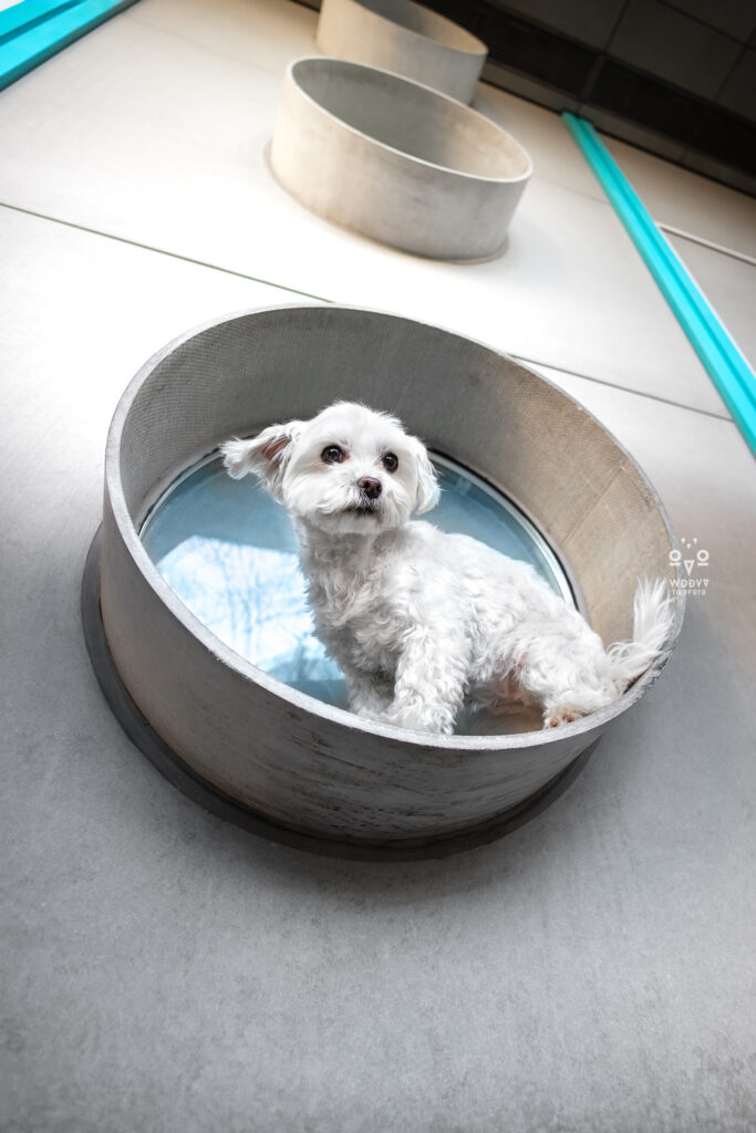 Daniela Schnabel-Sahm, Daniela Schnabel, Fotografie, Hundefotografie, Fotostudio, Hundefotostudio, Olydog, Olydogs, Olympiadorf München, Hunde im Dorf, Hundekalender, Hunde im Olypiadorf