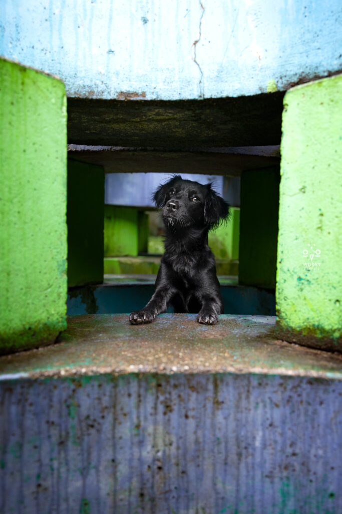Olydog, Olydogs, Olympiadorf München, Hunde im Dorf, Hundekalender, Hunde im Olypiadorf