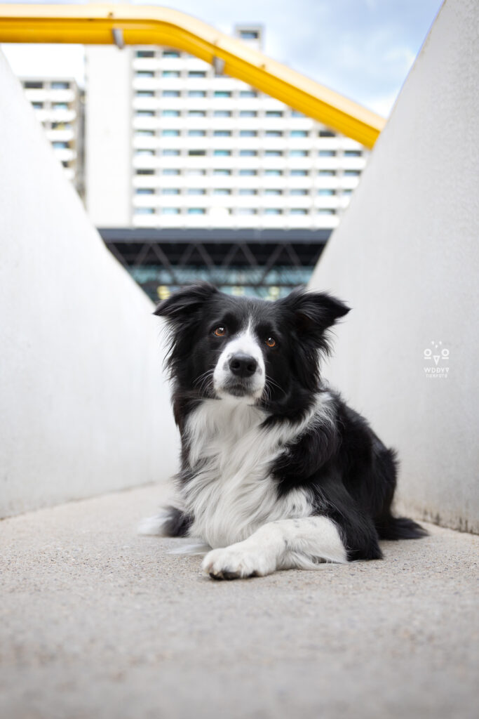 Olydog, Olydogs, Olympiadorf München, Hunde im Dorf, Hundekalender, Hunde im Olypiadorf