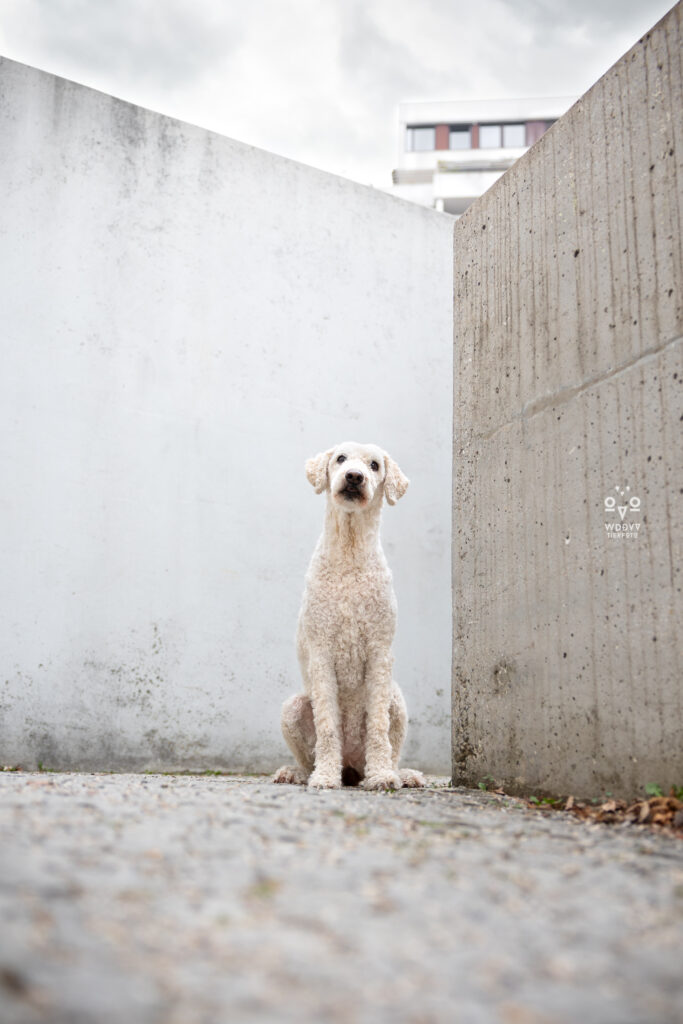 Daniela Schnabel-Sahm, Daniela Schnabel, Fotografie, Hundefotografie, Fotostudio, Hundefotostudio, Olydog, Olydogs, Olympiadorf München, Hunde im Dorf, Hundekalender, Hunde im Olypiadorf