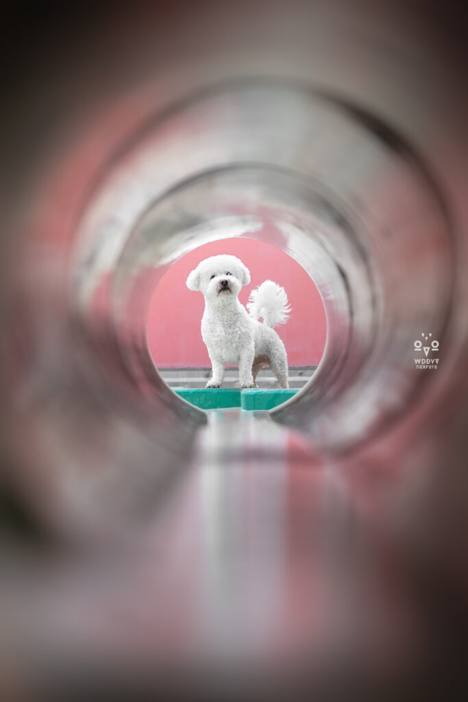 Olydog, Olydogs, Olympiadorf München, Hunde im Dorf, Hundekalender, Hunde im Olypiadorf