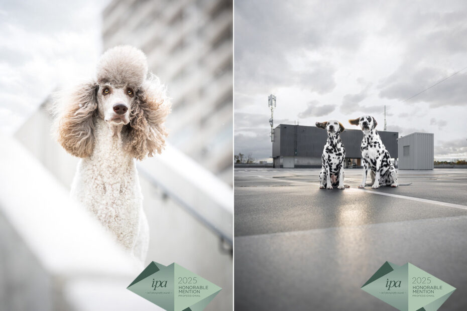 Daniela Schnabel-Sahm, Daniela Schnabel, Fotografie, Hundefotografie, Fotostudio, Hundefotostudio