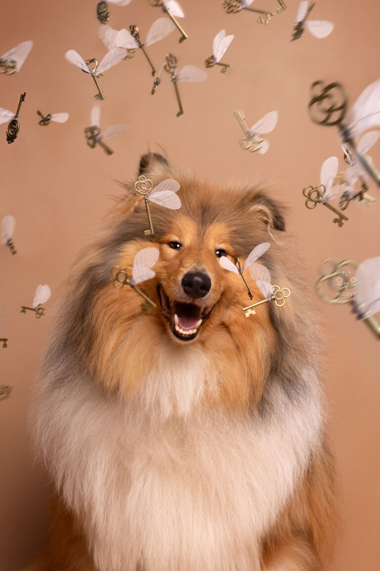 Daniela Schnabel-Sahm, Daniela Schnabel, Fotografie, Hundefotografie, Fotostudio, Hundefotostudio, Colli, fliegende Schlüssel, Harry Potter