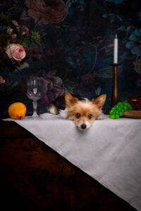 Daniela Schnabel-Sahm, Daniela Schnabel, Fotografie, Hundefotografie, Fotostudio, Hundefotostudio