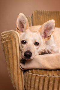 Daniela Schnabel-Sahm, Daniela Schnabel, Fotografie, Hundefotografie, Fotostudio, Hundefotostudio